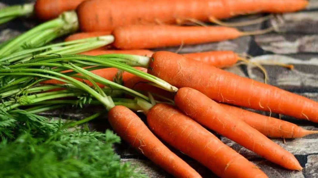 কোষ্ঠকাঠিন্য দূর ও হজমশক্তি বাড়ায় গাজর