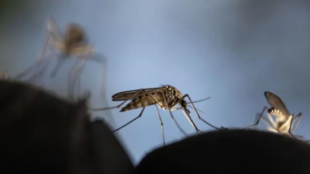 মশার দাপটে নাজেহাল গাজীপুর নগরবাসী, সন্ধ্যা হলেই বাড়ে উৎপাত